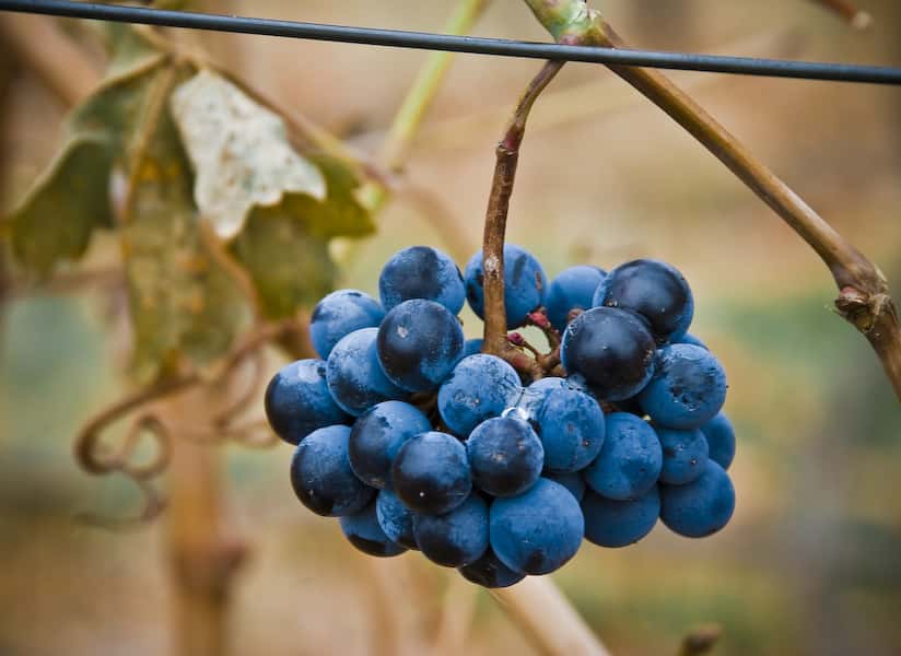 Yellow Jacket Vineyard