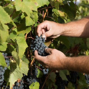 Funk Estate Vineyard