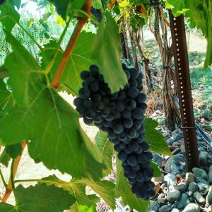 Funk Estate Vineyard