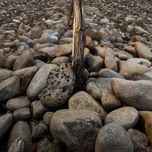 Funk Estate Vineyard