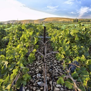 Funk Estate Vineyard