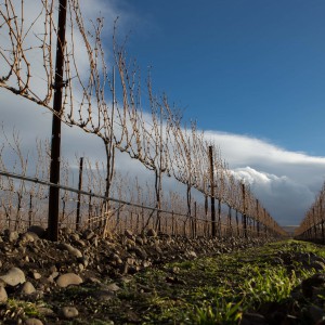 Funk Estate Vineyard