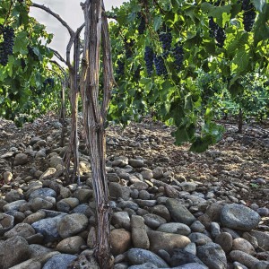 Funk Estate Vineyard