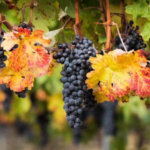 Funk Estate Vineyard