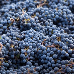 Funk Estate Vineyard