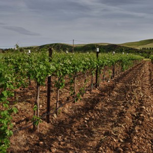 Funk Estate Vineyard