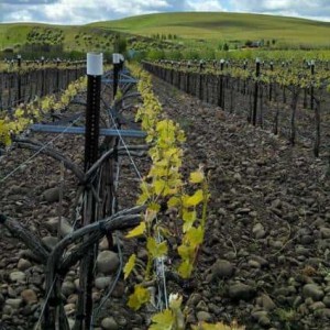 Funk Estate Vineyard