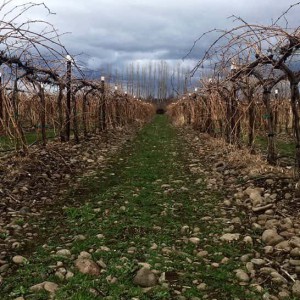 Funk Estate Vineyard