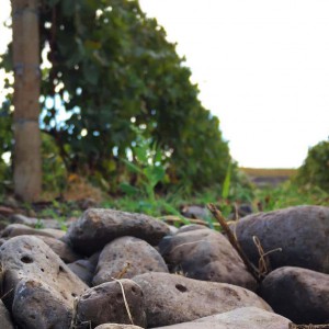 Proper Estate Vineyard