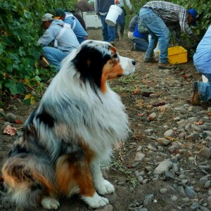Proper Estate Vineyard