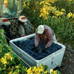 Proper Estate Vineyard