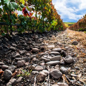 Proper Estate Vineyard