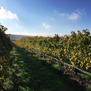 Proper Estate Vineyard