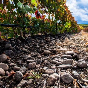 Proper Estate Vineyard