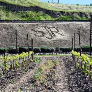 SJR Vineyard