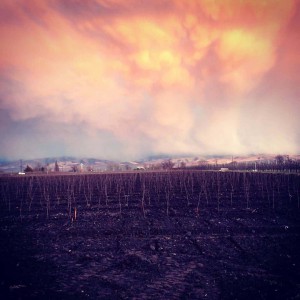 The Stones Speak Vineyard