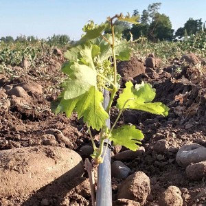 The Stones Speak Vineyard