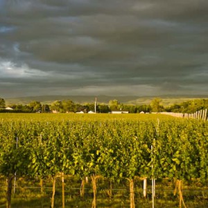 Waliser Vineyard