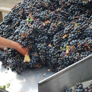 Winesap Road Vineyard