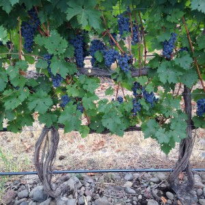 Winesap Road Vineyard