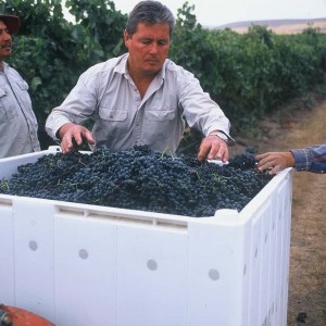 Yellow Jacket Vineyard