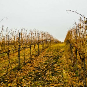 Yellow Jacket Vineyard