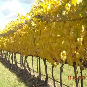 Yellow Jacket Vineyard