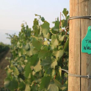 The Walls Vineyards